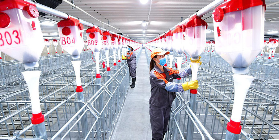 豬場自動(dòng)喂料投食