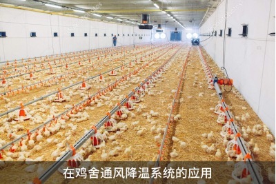 雞舍通風(fēng)降溫系統(tǒng)怎樣能達(dá)到最好的通風(fēng)效果？